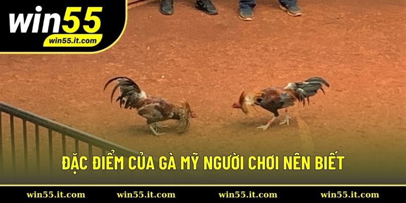 Đặc điểm của gà Mỹ người chơi nên biết